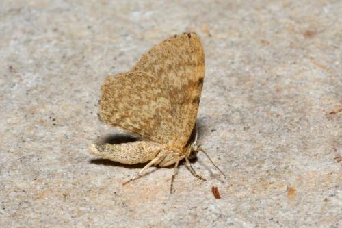Réf. 210 769 : Euchoeca nebulata